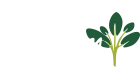 Nursery Beautiful Plants